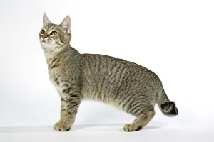 Animal Prints For Home Decor Prints: Cat - Pixie-Bob looking up