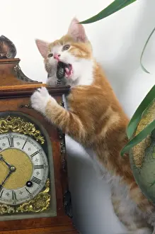 John Daniels Wildlife Photos Prints: Cat - playing