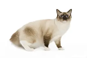 Jean Michel Labat Artist Prints: Cat - Ragdoll