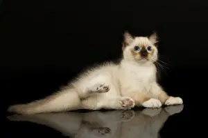 Feline Photography Prints: Cat - Ragdoll