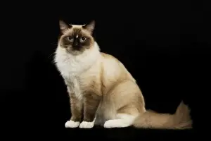 Jean Michel Labat Artist Prints: Cat - Ragdoll