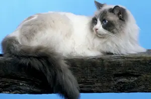 Limited Edition Animal Prints: Cat - Ragdoll