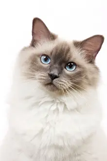 Blue Ragdoll Cat Print - LA-6735