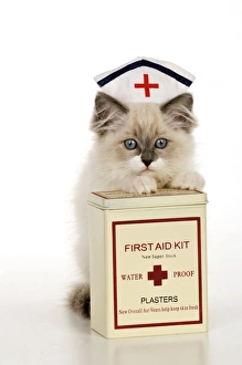 CAT - Ragdoll kitting wearing nurses hat with box of plasters CAT - Ragdoll kitting wearing nurses hat with box of plasters