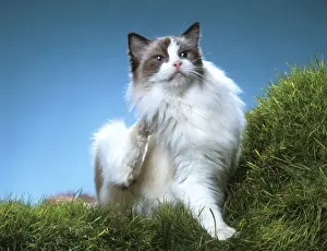 Unique Pet Photography Prints: Cat - Ragdoll, scratching