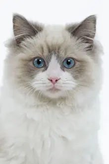 White Background Pet Photos Prints: Cat - Ragdoll in studio