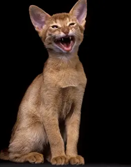 Jean Michel Labat Artist Prints: Cat - Red Abyssinian