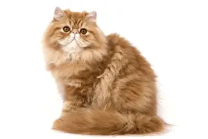 Red Persian Cat Print (LA-7953)