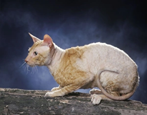 Cat - Rex cornish - red & white bicolour Cat - Rex cornish - red & white bicolour