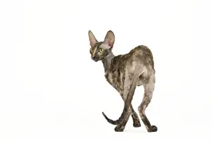 Cat Print by Rex Cornish