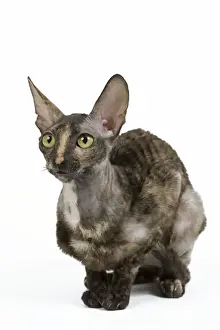 Ardea Wildlife Print - Cat Rex Cornish in Studio LA-8700