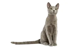 Prints of LA-5454 Cat - Russian Blue in studio Jean-Michel Labat Please note that prints are for personal display purposes only and may not be reproduced in any way. Images Dated 2007 October: Russian Blue Cat Print LA-5454