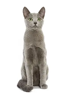 Russian Blue Cat Print (LA-5457)