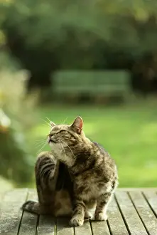 Ardea London Prints: Cat - scratching