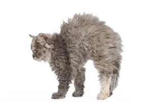Selkirk Rex Kittens Print