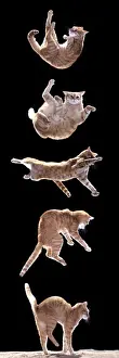 Falling Cat Print LA-1054-m