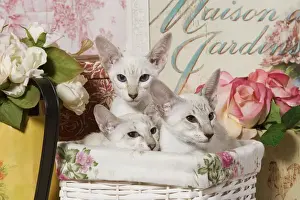 Cat Lover Gift Ideas Prints: Cat - the siamese in basket