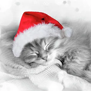 Cat - Siberian kitten sleeping wearing Christmas hat Cat - Siberian kitten sleeping wearing Christmas hat