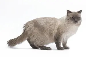 Studio Cat Photography Ideas Prints: Cat - Siberian in studio