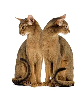 Domestic Cat Studio Photography Prints: Cat - two sitting in studio