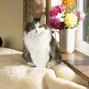 Long-haired Cat by Window Print