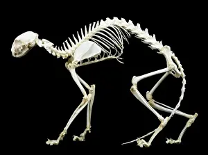 Images Dated 2011: Cat Skeleton Print LA-82 by Jean Michel Labat