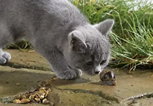Animal Friendship Images Prints: Cat Sniffing snail