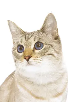 Mammals With Short Hair Prints: Cat - Snow Bengal in studio