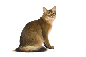 Somali Cat Studio Print (LA-7884) by Jean-Michel Labat