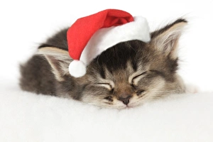 CAT. Somali x tabby kitten about 5 weeks old with Christmas hat CAT. Somali x tabby kitten about 5 weeks old with Christmas hat