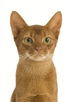 Domestic Short Haired Cats Prints: Cat - Sorrel Abyssinian in studio