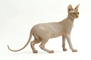 Unique Pet Photography Ideas Prints: Cat - Sphinx