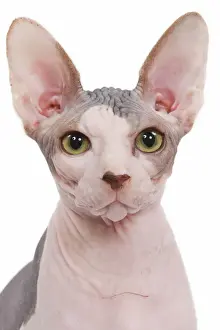 Studio Cat Photography Prints: Cat - Sphinx in studio