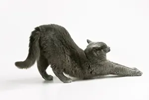 Domestic Cat Photography Prints: Cat Stretching