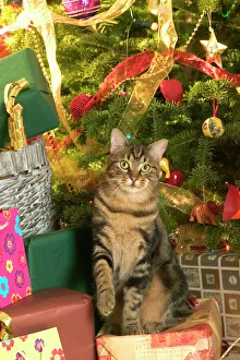 Cat - Tabby cat surrounded by presents & Christmas tree Cat - Tabby cat surrounded by presents & Christmas tree