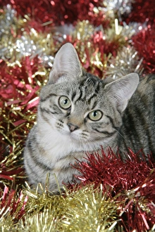 Cat - Tabby in Christmas tinsel Cat - Tabby in Christmas tinsel