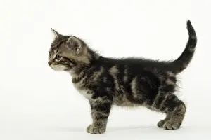 Tabby Kitten Side Profile Print