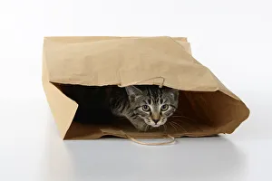 CAT. Tabby kitten 18 weeks old in a brown carrier bag, studio Date: 18-03-2019 CAT. Tabby kitten 18 weeks old in a brown carrier bag, studio Date: 18-03-2019