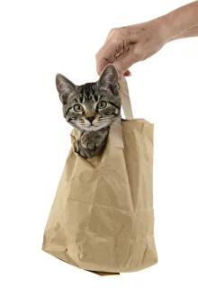 New images march 2022/cat tabby kitten 18 weeks old brown carrier bag New images march 2022/cat tabby kitten 18 weeks old brown carrier bag