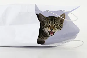 CAT. Tabby kitten 18 weeks old in a white carrier bag, studio Date: 18-03-2019 CAT. Tabby kitten 18 weeks old in a white carrier bag, studio Date: 18-03-2019