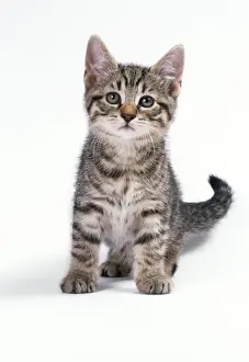 Tabby Kitten Pictures Prints: Cat Tabby Kitten