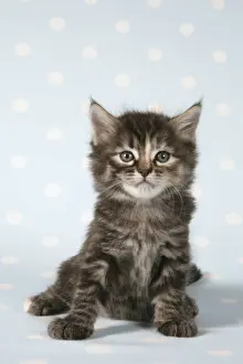 Tabby Kitten Pictures Prints: Cat - Tabby kitten sitting down