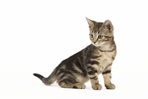 Young Tabby Cats Prints: Cat - tabby kitten in studio