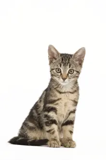 Tabby Kitten Studio Print LA-6773