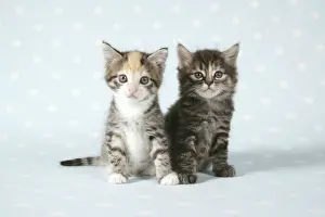 Tabby Kittens Prints: Cat - Two tabby kittens sitting together