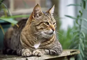 Mammals At Home Prints: Cat - Tabby - lying on table in garden