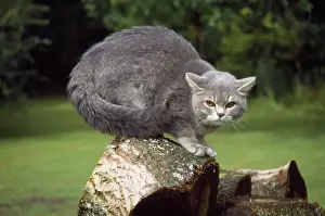 Aggressive Cat Behavior Prints: Cat - in threatening / aggressive pose