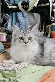 Personalized Home Decor Prints: CAT. Tiffanie with sewing machine