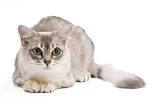 White Cat Breeds Prints: Cat - Tiffany in studio