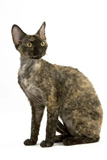 Cat - Tortie-Tabby Devon Rex - Sitting down Cat - Tortie-Tabby Devon Rex - Sitting down